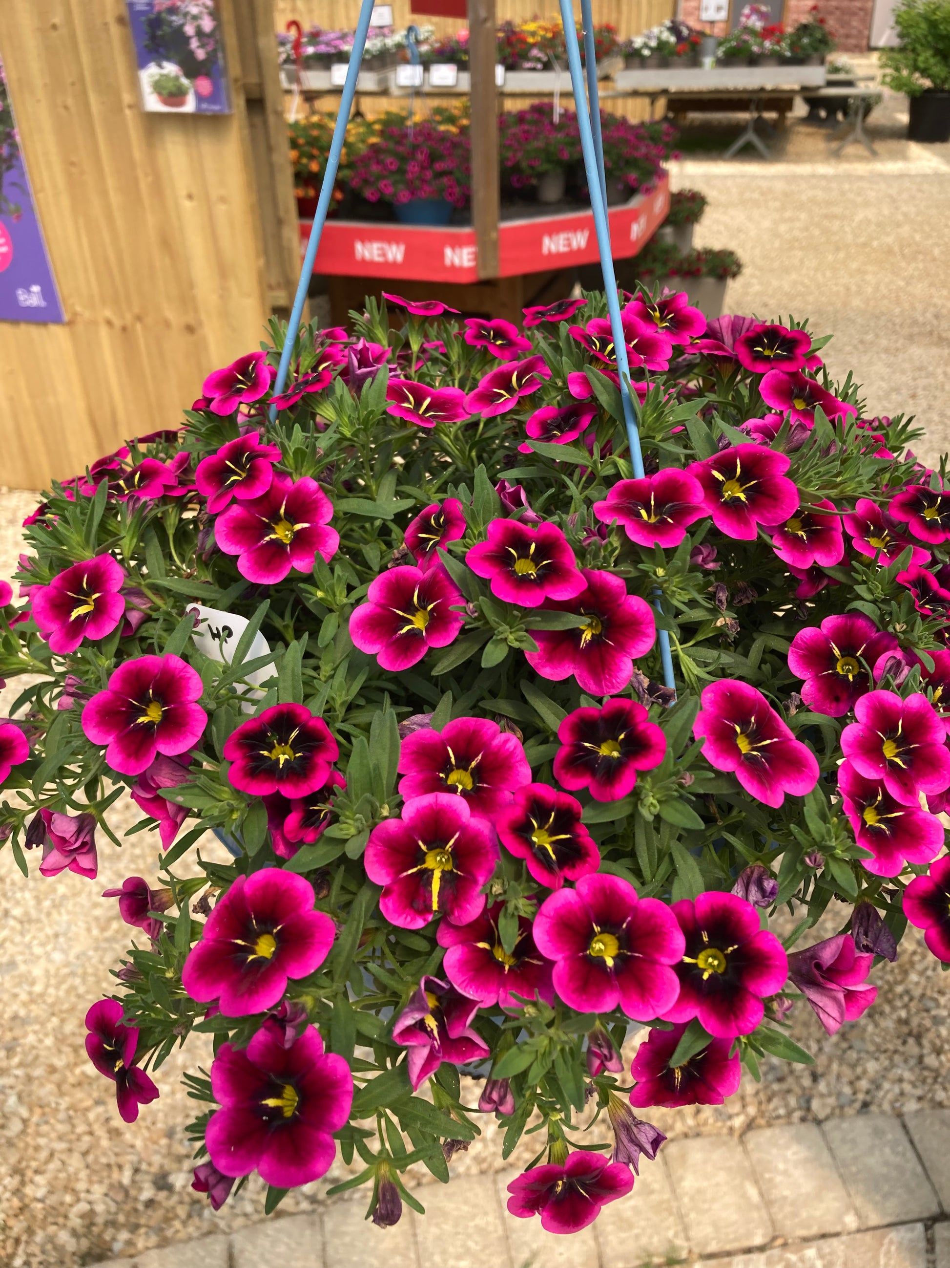 Mini petunias – Ballantyne Nursery